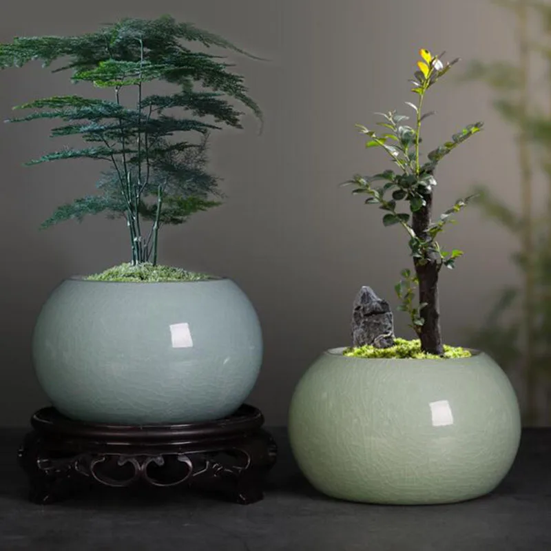 Bonsai Garden Europe - Kuşkonmaz Fern Bitki Saksısı Saksı Çin