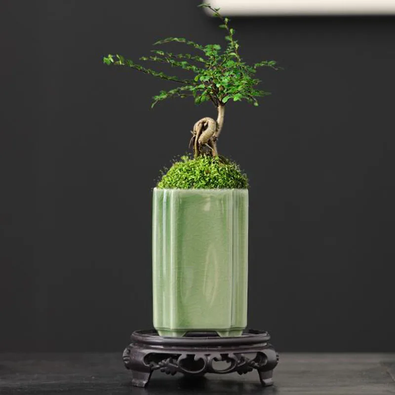 Bonsai Garden Europe - Porselen Kare Seladon Sırlı Orkide Saksısı