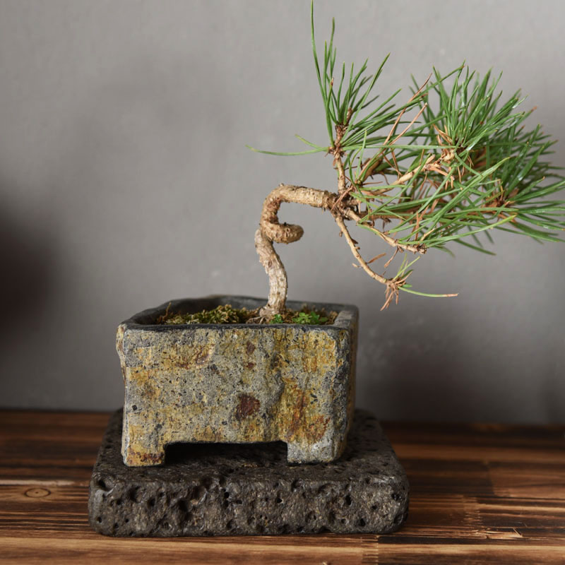 Bazalt Doğal Taş Saksı El Yapı - Bonsai Garden Indoor incelemesi ve fiyatı