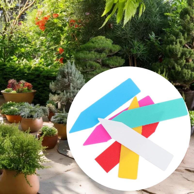 100 adet 5*1 cm Bahçe Bitki Et - Bonsai Garden Name incelemesi ve fiyatı