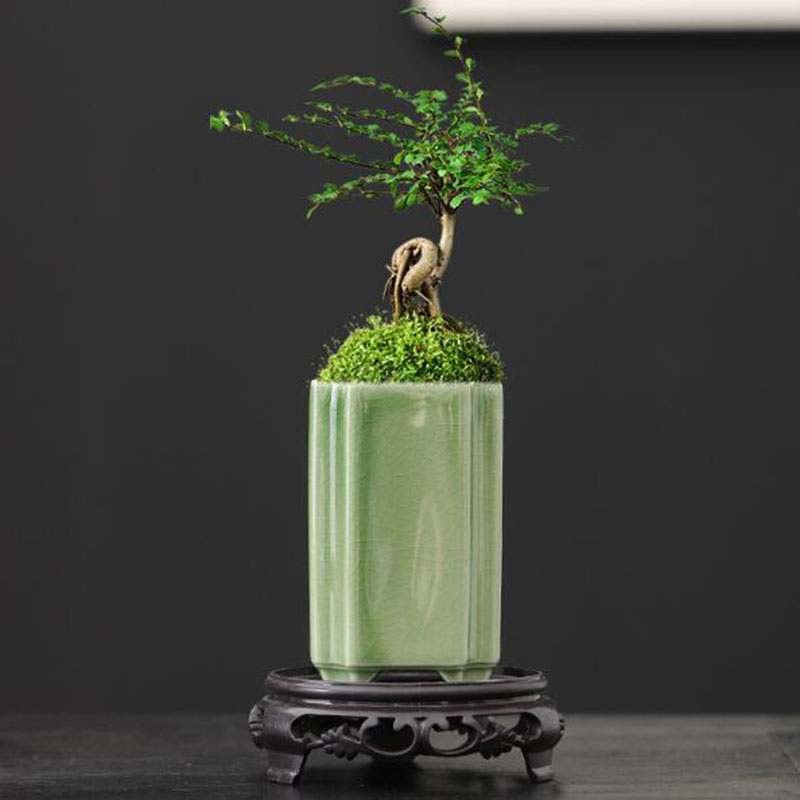 Porselen Kare Seladonlar Sırlı - Bonsai Garden Europe incelemesi ve fiyatı