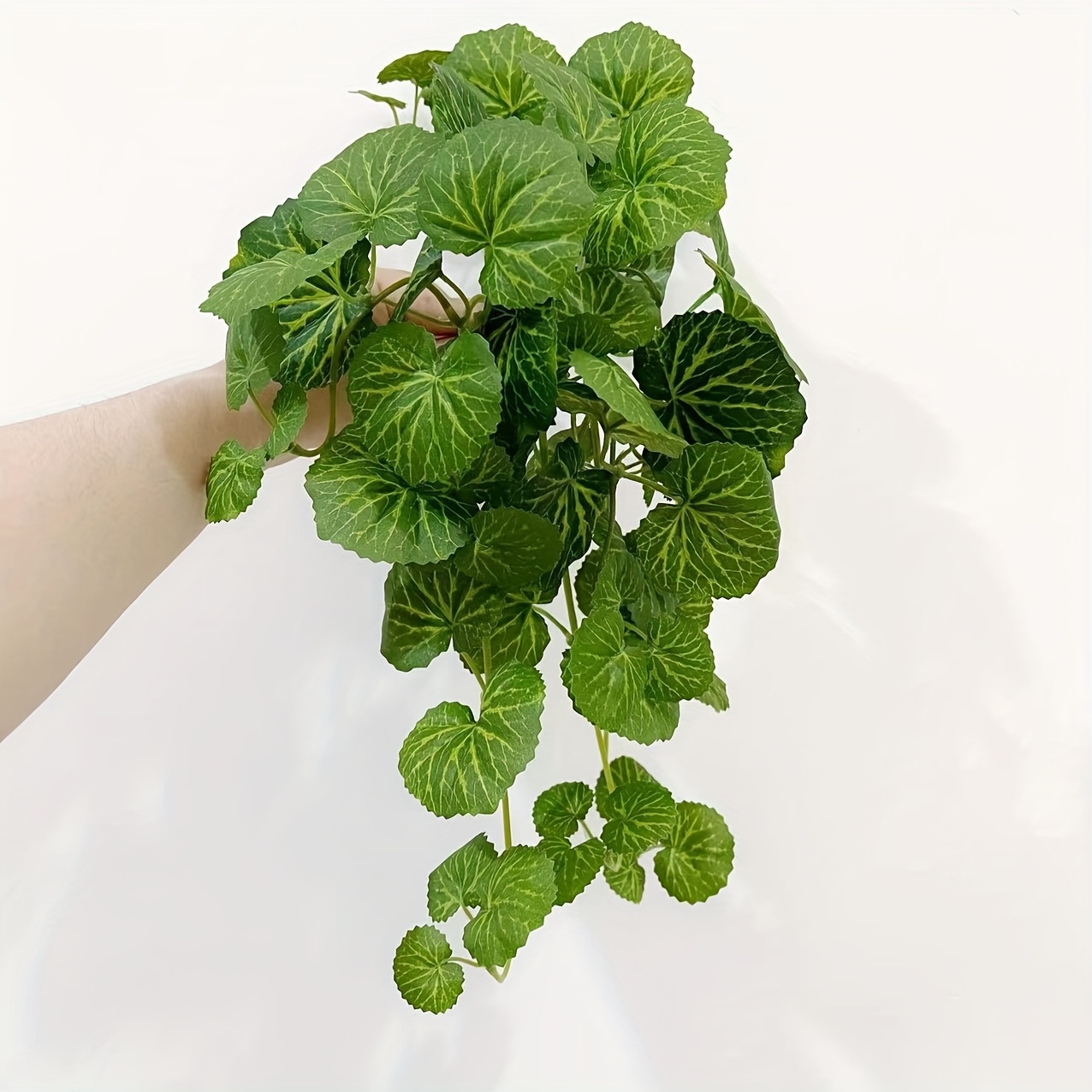 Gerçekçi yaprak dökmeyen yeşil - Bonsai Garden Indoor incelemesi ve fiyatı