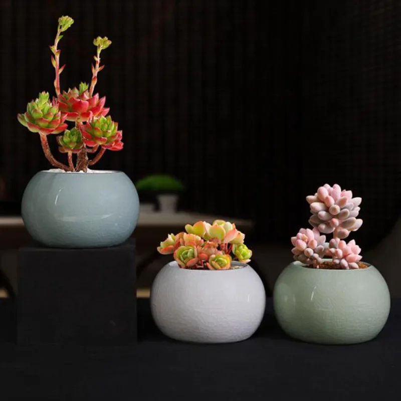 Kuşkonmaz Fern Bitki Saksısı S - Bonsai Garden Europe incelemesi ve fiyatı
