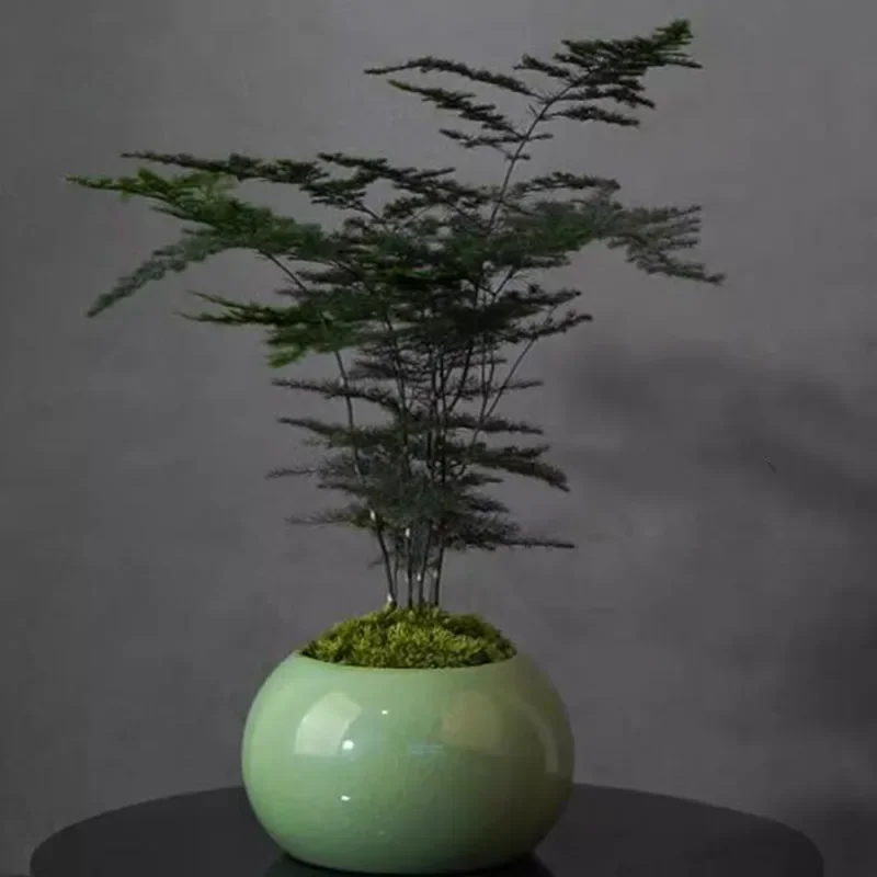 Kuşkonmaz Fern Bitki Saksısı S - Bonsai Garden Europe incelemesi ve fiyatı