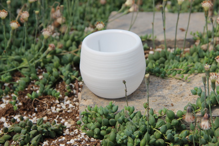 Bahçe Mini Plastik Saksılar Kr - Bonsai Garden Europe incelemesi ve fiyatı